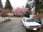 Cherry Blossom 1200
