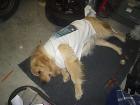 my dog sleep e after working on my datto lol